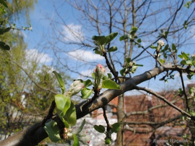 Jeszcze kilka chwil i jabłoń się pokryje cała kwiatem Fot. Roman Woźniak