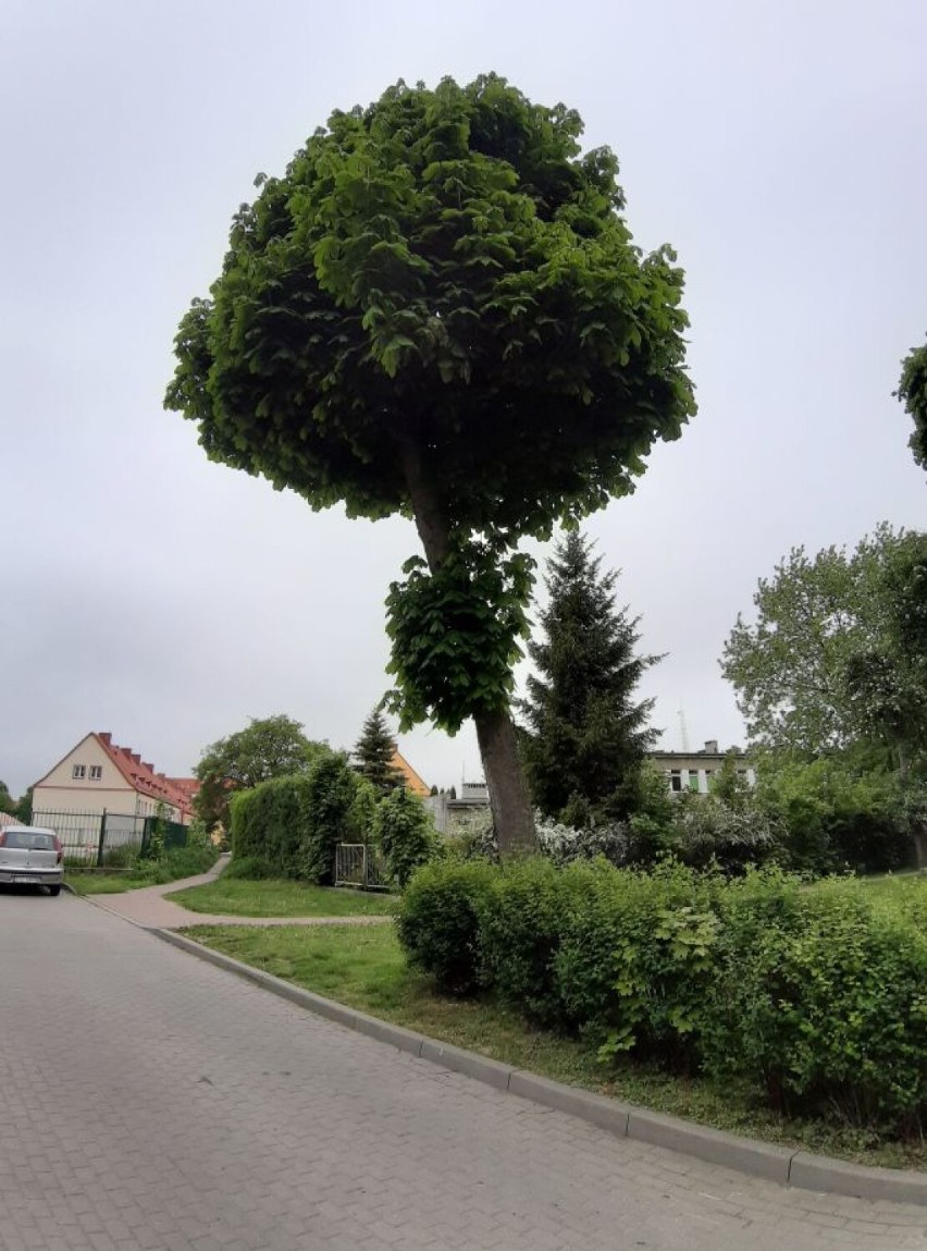 W Szczecinku tak zimno, że kasztanowiec nie zakwitł. I nici z kasztanów... [zdjęcia]