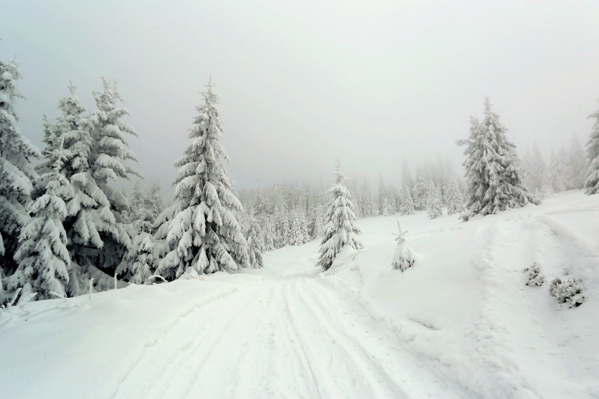 Beskid Żywiecki, okolice schroniska Rysianka