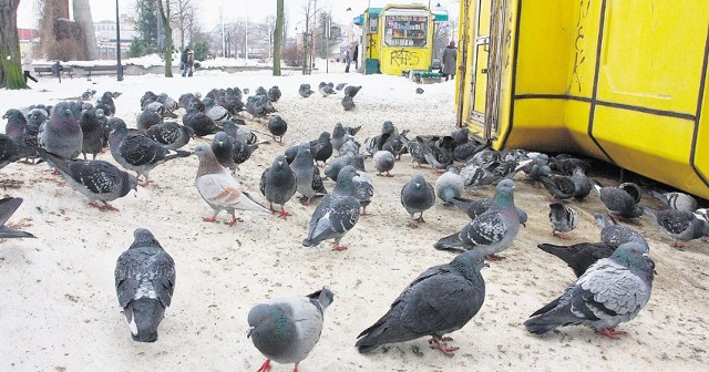 Za karmienie gołębi poza wyznaczonymi miejscami grozi kara