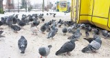 Zarząd dróg ma sypać karmę dla gołębi