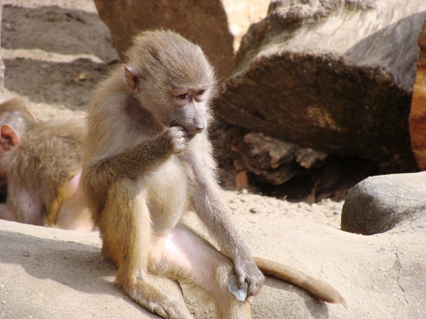 Warszawskie zoo przygotowane na upały