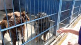 Bezdomne psy i koty z powiatu mikołowskiego trafiają do rudzkiej Fauny
