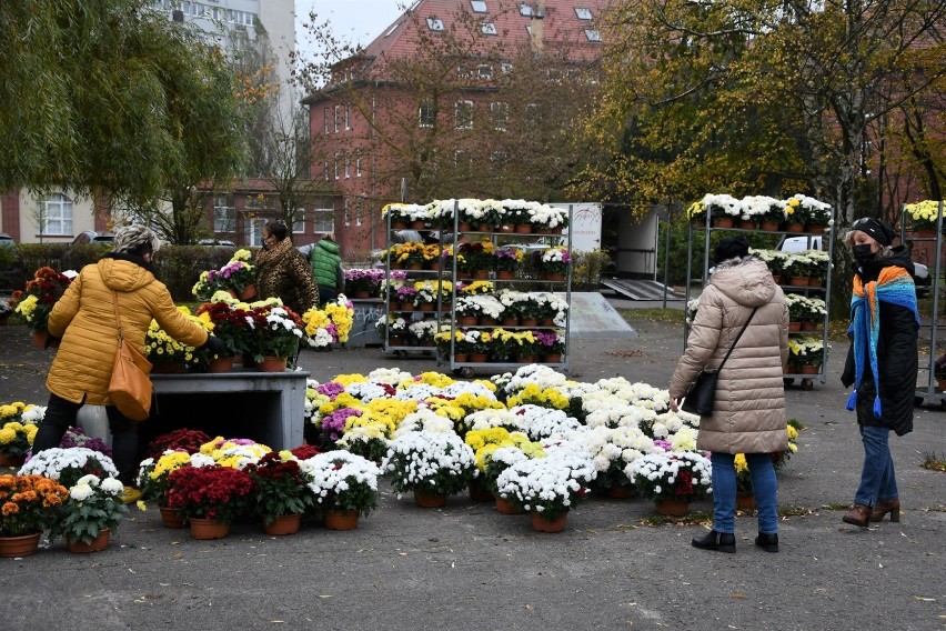 Świnoujście - chryzantemy dla każdego. Miasto rozdaje je za darmo. Jest jeszcze tysiąc donic