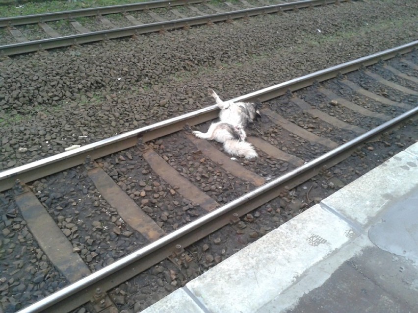 pies potrącony przez pociąg Wejherowo