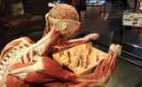 Port Łódź zaprasza na wystawę Body Worlds