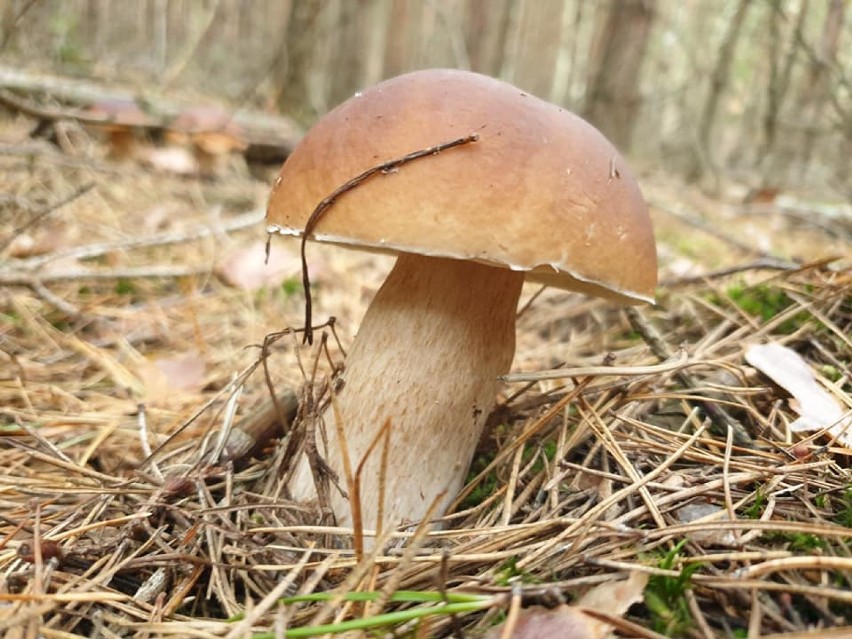 To jest łup! Dorodne prawdziwki w lasach w okolicach Skąpego trafiły do koszyka naszej Czytelniczki. W naszych lasach już są też kozaki