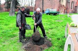 Rabatki zostaną zlikwidowane. Zastąpią je drzewka