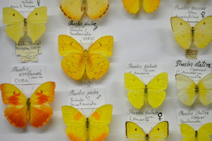 Muzeum Motyli Arthropoda Bochnia: zobacz piekne okazy [ZDJĘCIA]