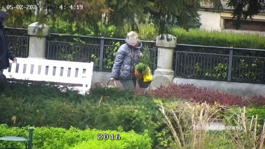 Świdnica. Ogród Różany traktowali jak swój ogródek. Wyrywali kwiaty na potęgę 