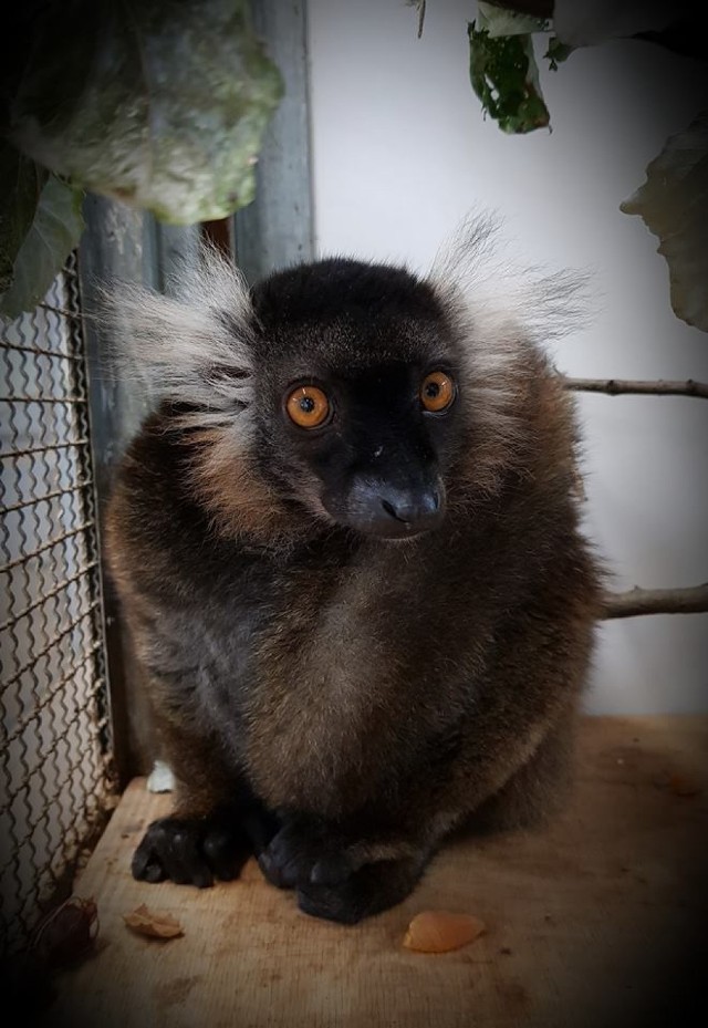 ZOO w Warszawie wzbogaciło się o nową lokatorkę. Przyleciała aż z Francji