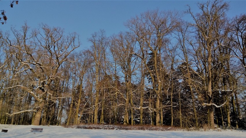 Zobacz, jak pięknie wygląda gołuchowski park w zimowej...