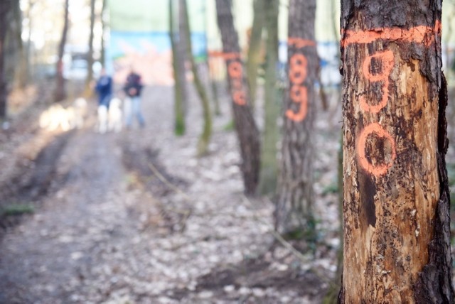 Najskuteczniejszą metodą walki z kornikiem jest niestety wycinka...