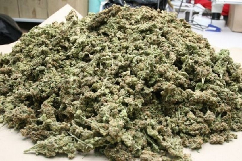 Policjanci znaleźli 12,5 kg marihuany