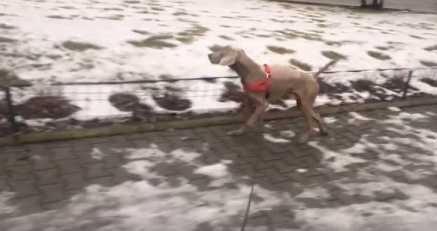 Weterynarze z Gliwic postawili na nogi psa sparaliżowanego po wypadku [ZDJĘCIA]