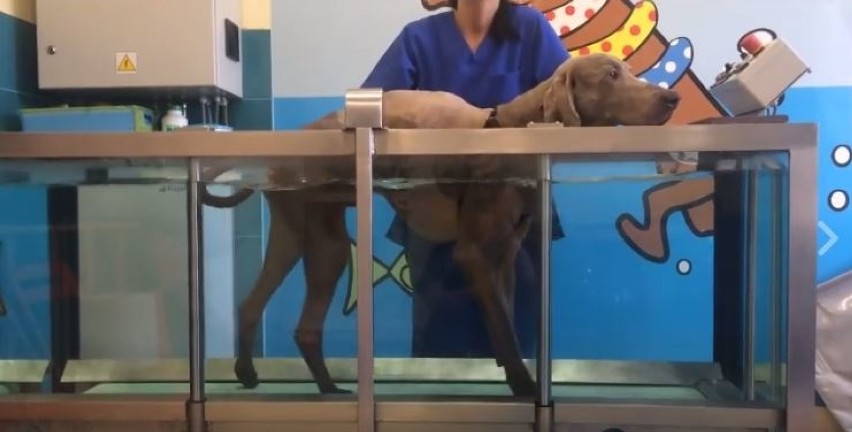 Weterynarze z Gliwic postawili na nogi psa sparaliżowanego po wypadku [ZDJĘCIA]