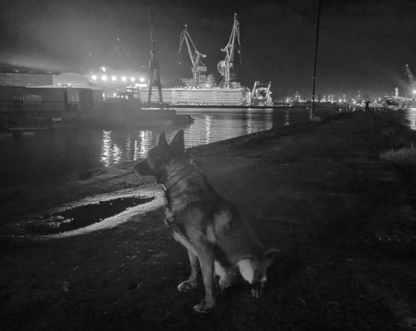 Nie żyje Hades, pies służący w gdańskiej policji
