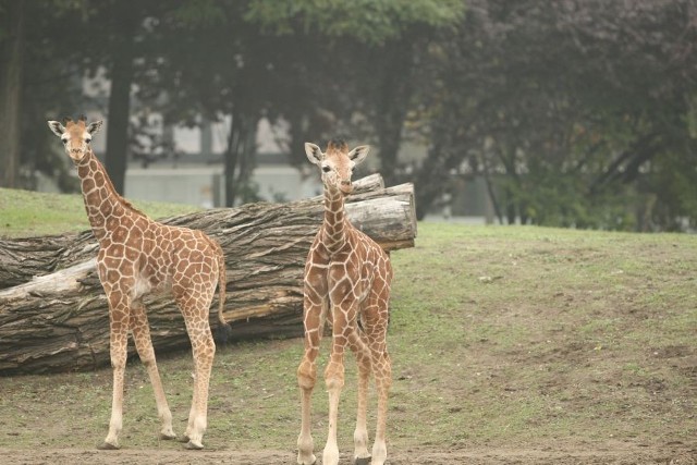 Iroko i Subira - to dwie małe żyrafy, które urodziły się we wrocławskim zoo