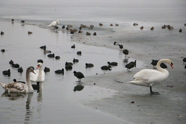 Groźnego wirusa wykryto u martwego łabędzia, zimującego nad jeziorm Kochle w Pszczewie.