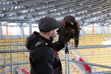 Sokół i jastrząb na Stadionie Miejskim. Będą płoszyć gołębie (zdjęcia)