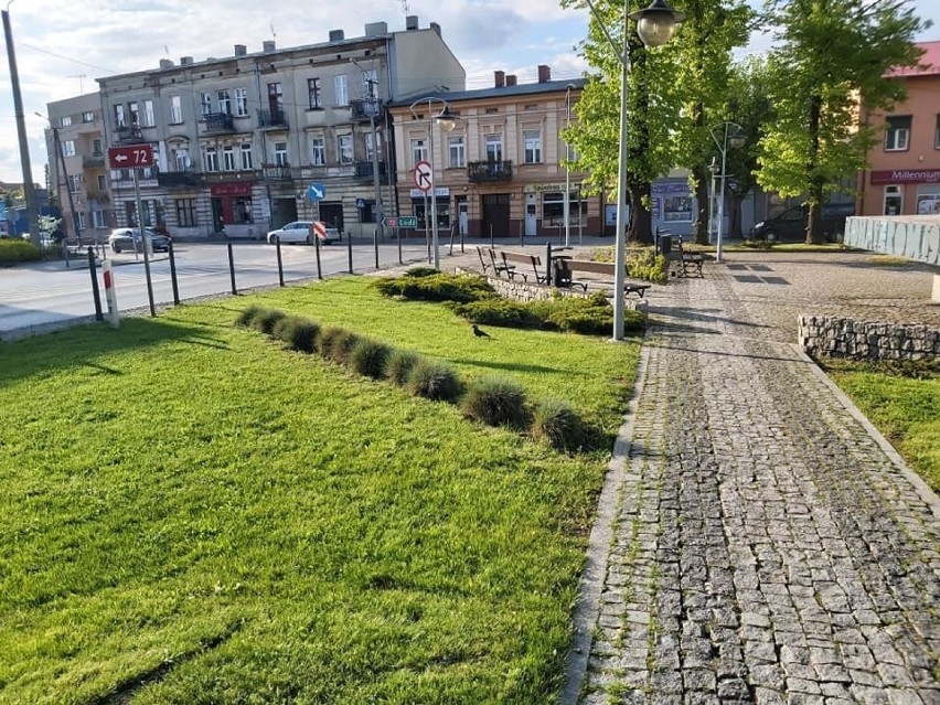 Co kwitnie na placu Jana Pawła II w Brzezinach? Jest wiosennie i kolorowo