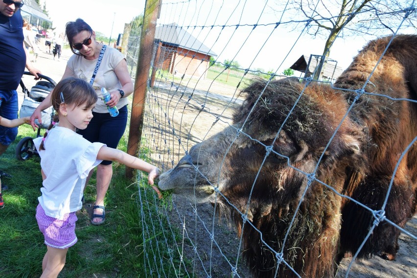 Zoo Borysew zaprasza każdego dnia. Atrakcji nie brakuje