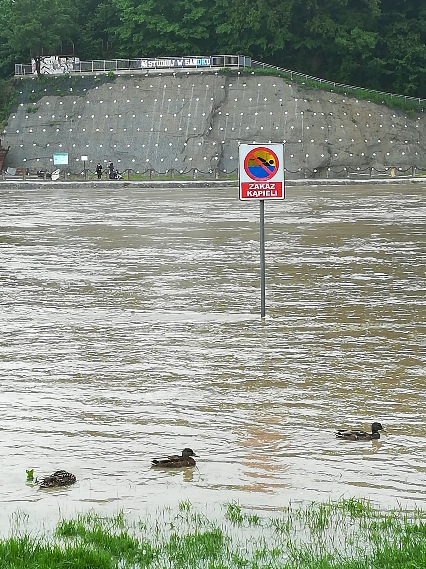 Alarm przeciwpowodziowy w Sanoku. Zalana m.in. ulica Rybickiego i ogródki działkowe [ZDJĘCIA]