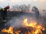 Wypalasz?  Zabijasz! Na skutek wypalania nieużytków giną zwierzęta i ludzie