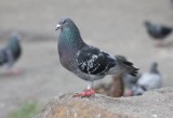 Radomsko: Ukradli gołębie. Złodzieje poszukiwani