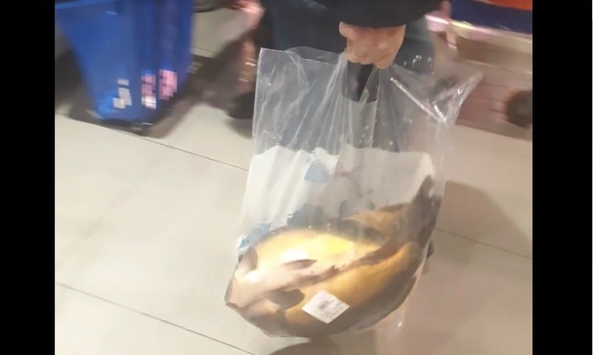 Carrefour sprzedaje żywe karpie w Posnanii - obrońcy praw zwierząt opublikowali szokujący film  