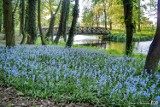 Dywan z kwiatów. Pleszew. W Plantach zrobiło się niebiesko! W parku zakwitło 24 tysiące cebulic dzwonkowatych, które tworzą imponujący dywan