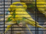 Warszawska wystawa gołębi rasowych i ptaków egzotycznych. Zdjęcia