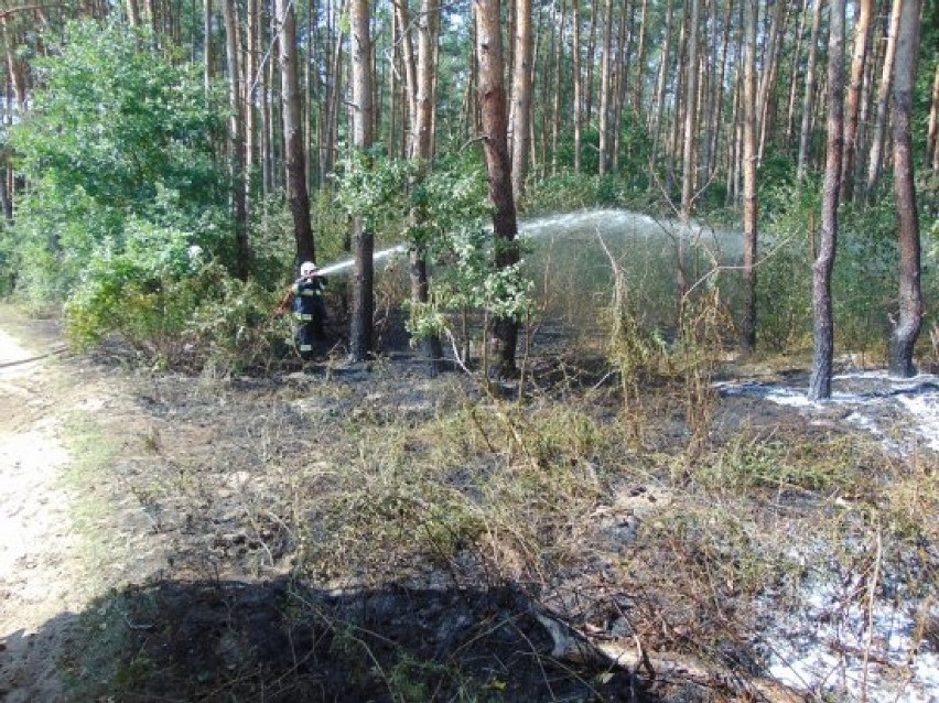 Pożar lasu w Orlu Wielkim (31 lipca 2018).

NOWY...