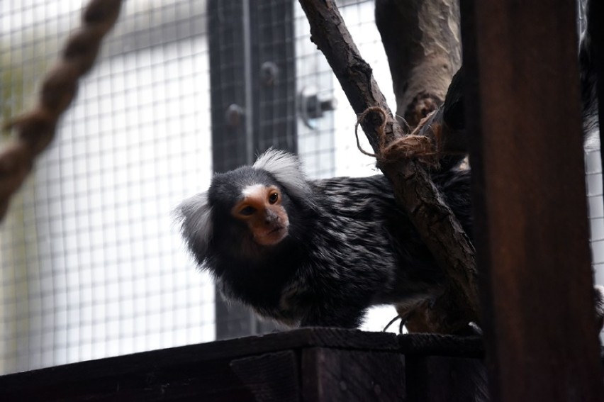 Egzotyczne małpki zamieszkały w legnickiej palmiarni [ZDJĘCIA]