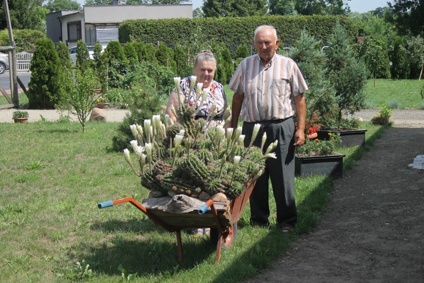 Benice mają się czym pochwalić! Egzotyczny kaktus państwa Grobelnych jest ewenementem! [ZDJĘCIA]