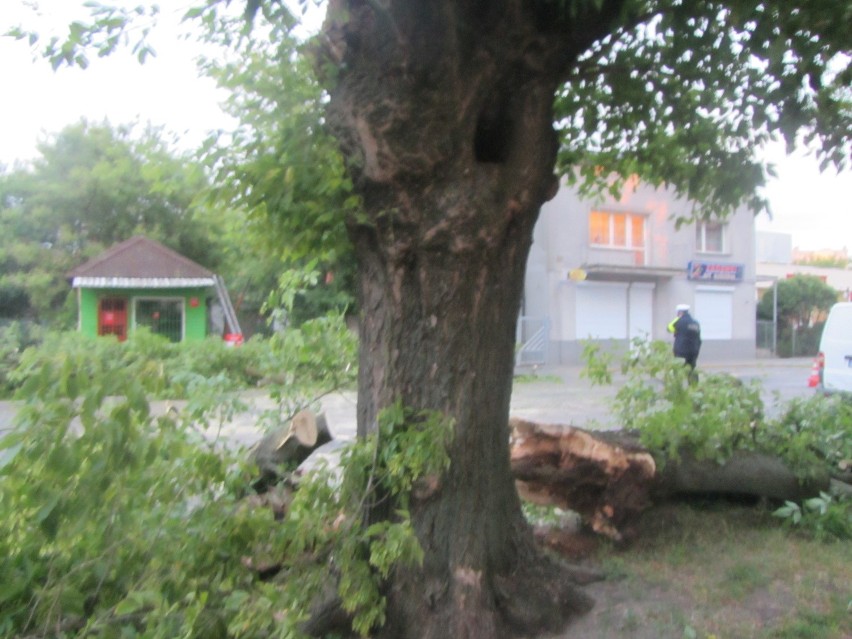 Wichura zwaliła drzewo przy ulicy Kaliskiej we Włocławku [zdjęcia]