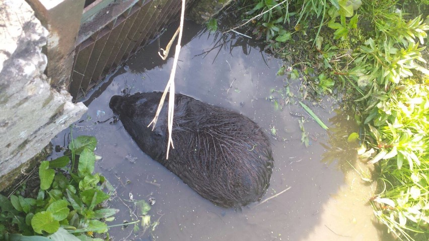 Na ratunek bobrowi w Kielcach. Wpadł w pułapkę