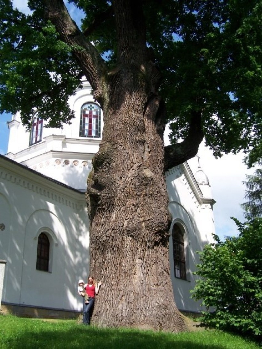 Dąb Poganin

wiek: ok. 660 lat
obwód pnia: 8,98 m
wysokość:...