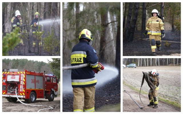 Pożar lasu w gminie Fabianki