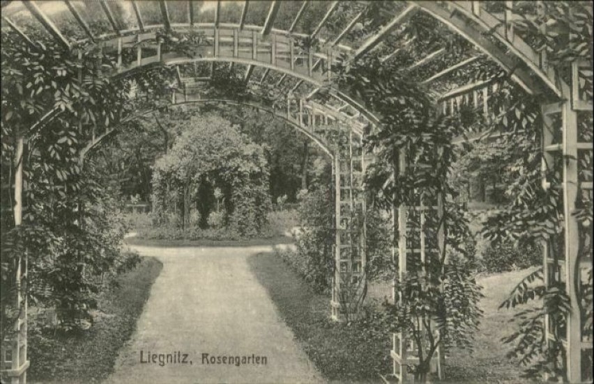 Wystawa róż i dalii w 1910 roku w Legnicy