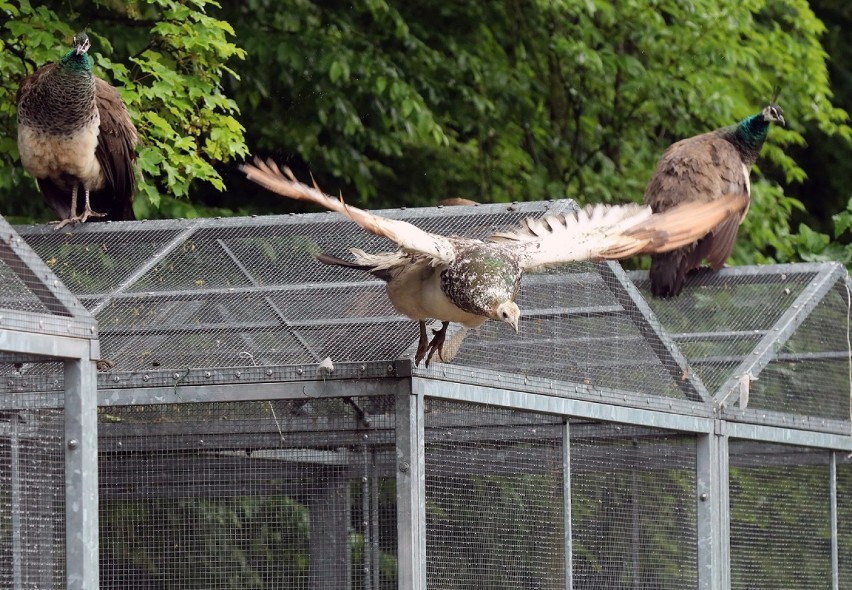 Legnica: Mini Zoo będzie otwarte, znamy datę