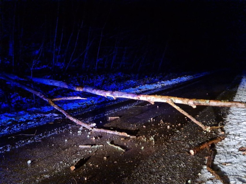 W Wejherowie na samochód spadło drzewo, a w Zwartowie na drogę. Skutki silnego wiatru