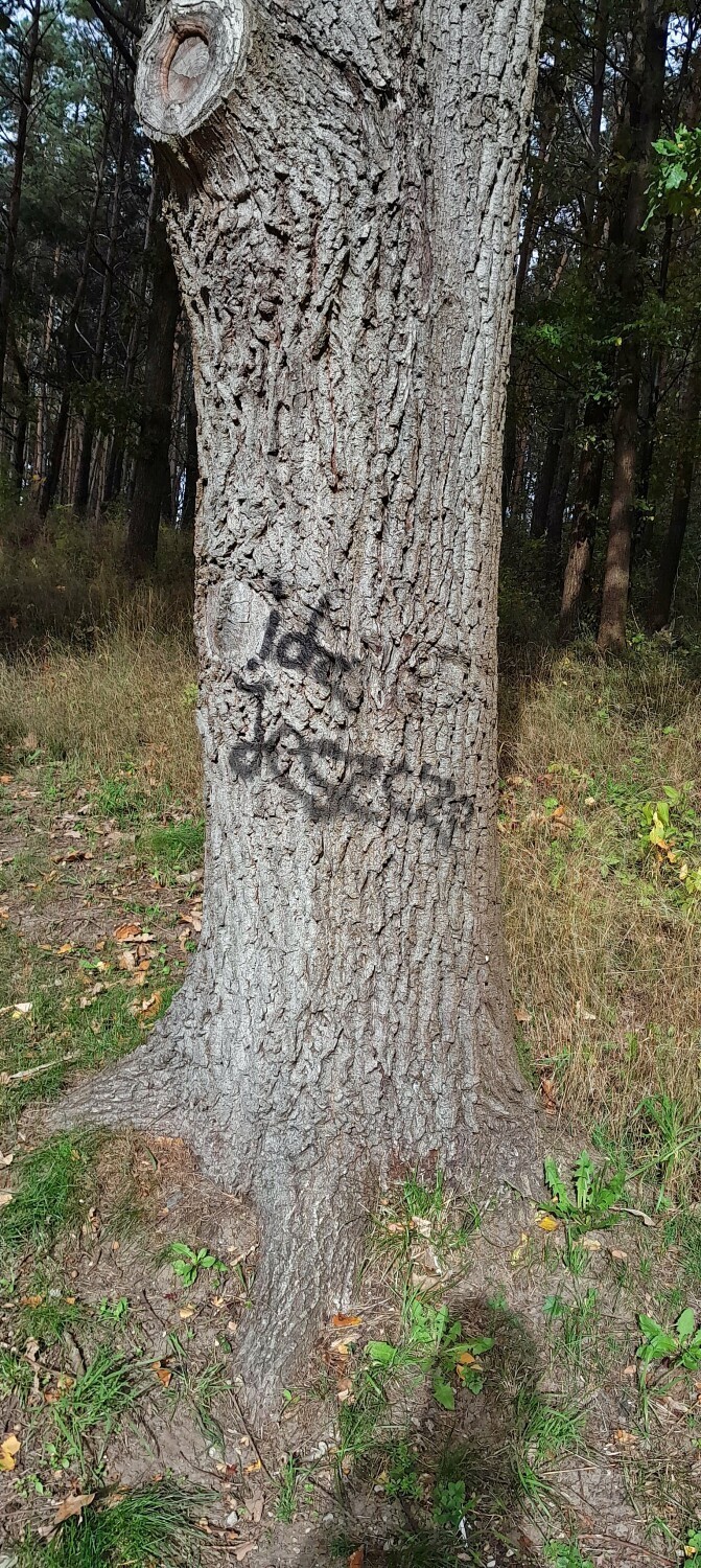 Poniszczone drzewa, chodnik i latarnia - radny zgłasza sprawę na policję