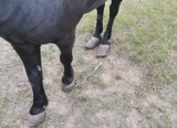 Konie w mini ZOO w Radawie były zaniedbane… czy przekarmione przez turystów? Okazuje się, że cierpią na chorobę ochwatową