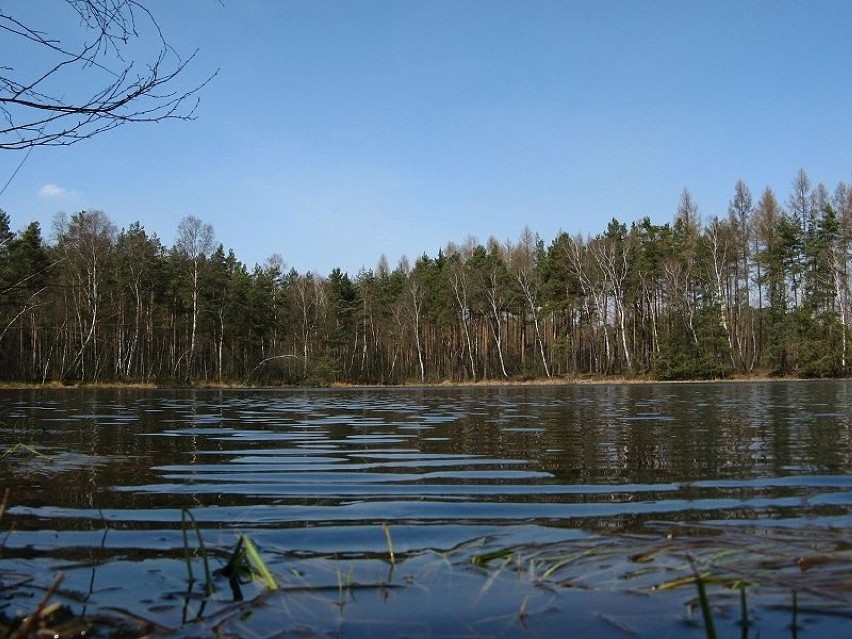 Jezioro znajdujące się w Puszczy Niepołomickiej. Jego...