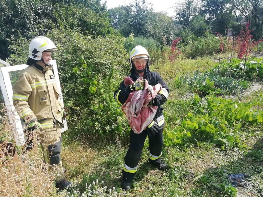 Gmina Gniezno. Strażacy ze Strzyżewa Smykowego pomogli rannemu bocianowi [FOTO]