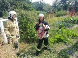 Strażacy ze Strzyżewa Smykowego pomogli rannemu bocianowi [FOTO]