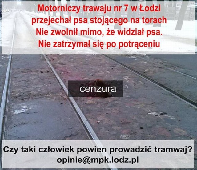 Fundacja Viva poszukuje świadków potrącenia psa przez tramwaj 30 stycznia w Łodzi