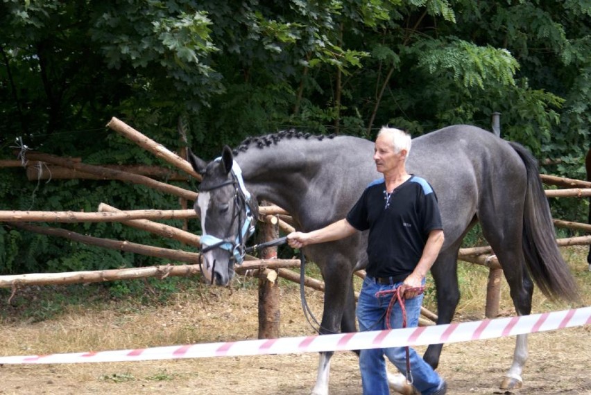 Pięknie konie w Szamocinie. Odbyła się Powiatowa Wystawa Koni Hodowlanych