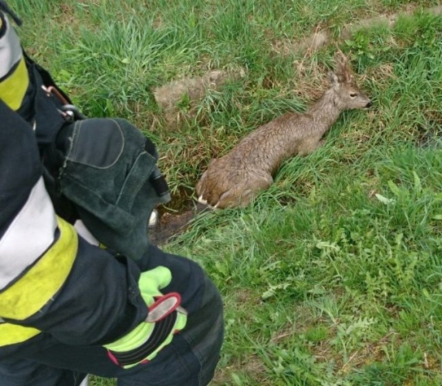 Strażacy z jastrzębia uratowali ranną sarnę